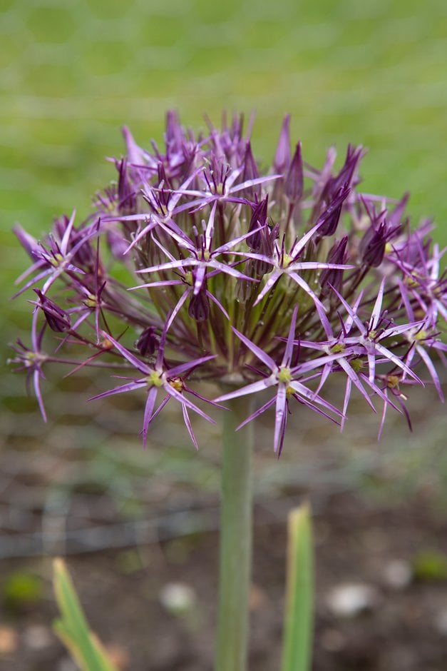 star of Persia